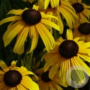 Rudbeckia fulgida deamii GM P9