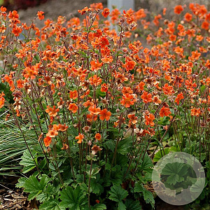 Geum Rustico Orange GM P9