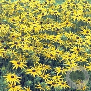 Rudbeckia fulgida speciosa GM P9