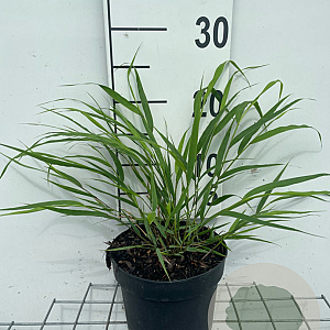 Hakonechloa macra GM 2,0L