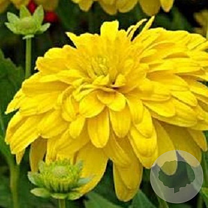 Rudbeckia laciniata 'Goldquelle' GM P9