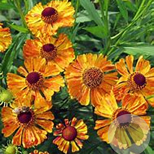 Helenium 'Kleine Aprikose' GM P9