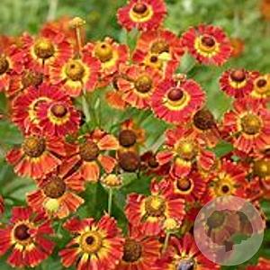 Helenium 'Königstiger' GM P9