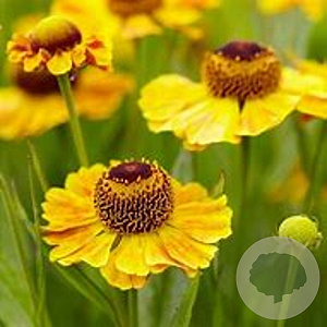 Helenium 'Monique' GM P9