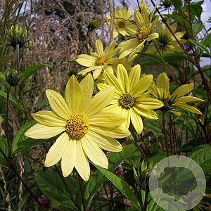 Helianthus kellermanii GM P9