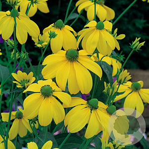 Rudbeckia nitida 'Herbstsonne' GM P9