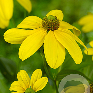 Rudbeckia nitida 'Herbstsonne' GM P9