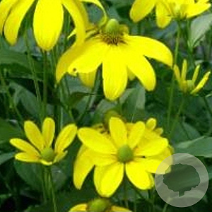 Rudbeckia nitida 'Herbstsonne' GM P9