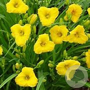 Hemerocallis 'Bakabana' GM P9