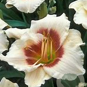 Hemerocallis 'Brilliant Circle' GM P9