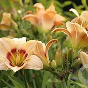 Hemerocallis 'Custard Candy' GM P9