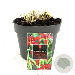 Hemerocallis 'Sammy Russell' GM 2,0L