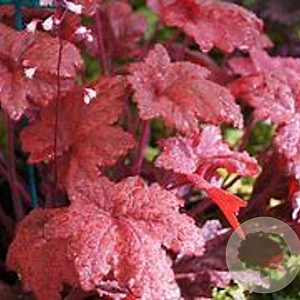 Heuchera 'Autumn Leaves' GM P9
