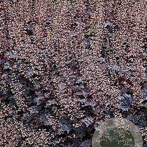 Heuchera 'Blackout' GM P9