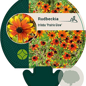 Rudbeckia triloba 'Prairie Glow' GM P9