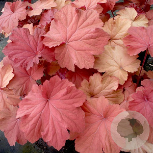 Heuchera Mega Caramel GM P9