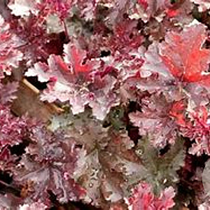Heuchera 'Purple Petticoats' GM P9