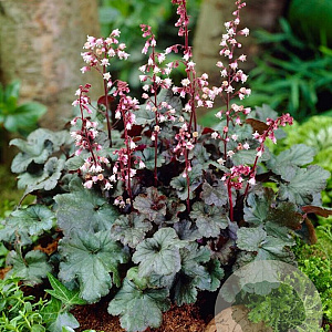 Heuchera 'Red Pearls' GM P9