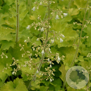 Heuchera 'Rex Lime' GM P9