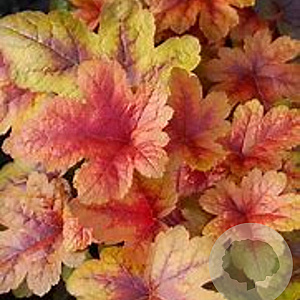 Heucherella 'Brass Lantern' GM P9