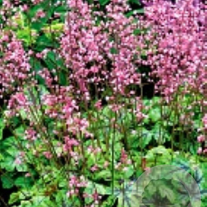 Heucherella 'Tapestry' GM P9
