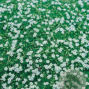 Sagina subulata GM P9