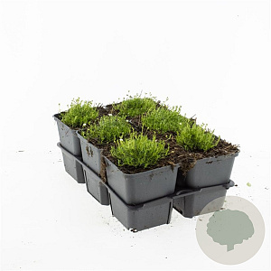 Sagina subulata GM P9