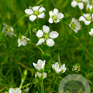 Sagina subulata GM P9