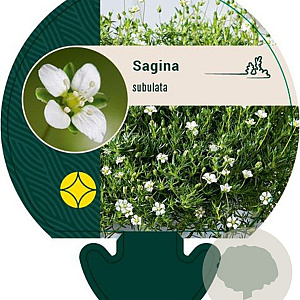 Sagina subulata GM P9