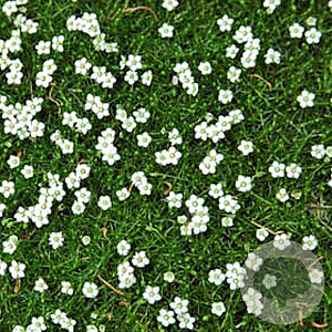 Sagina subulata GM P9