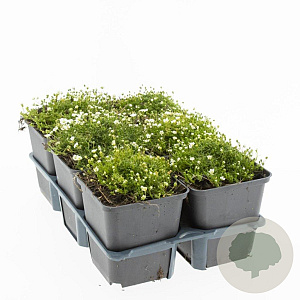 Sagina subulata GM P9