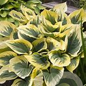 Hosta 'Liberty' GM P9