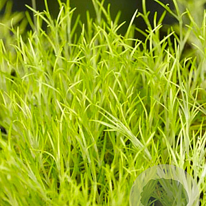 Sagina subulata 'Aurea' GM P9