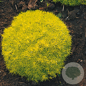 Sagina subulata 'Aurea' GM P9