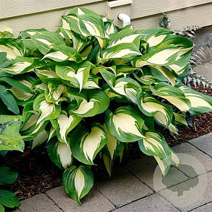 Hosta 'Raspberry Sundae' GM P9