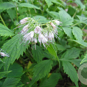 Hydrophyllum virginianum GM P9