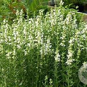 Hyssopus officinalis 'Albus' GM P9