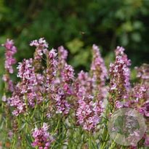 Hyssopus officinalis 'Roseus' GM P9