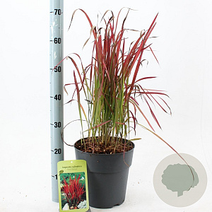Imperata "Red Baron" 50-70 cm 6,5L