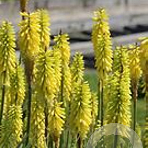 Kniphofia 'Lemon Popsicle' GM P9