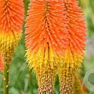 Kniphofia 'Nobilis' GM P9