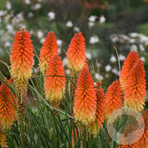 Kniphofia 'Orange Blaze' GM P9