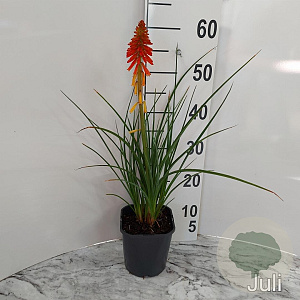 Kniphofia 'Papaya Popsicle' GM 2,0L