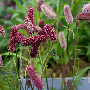 Sanguisorba menziesii GM P9
