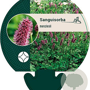 Sanguisorba menziesii GM P9
