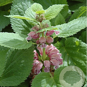 Lamium orvala 'Silva' GM P9