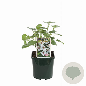 Lavatera 'Blushing Bride' 15-20 cm 3,0L