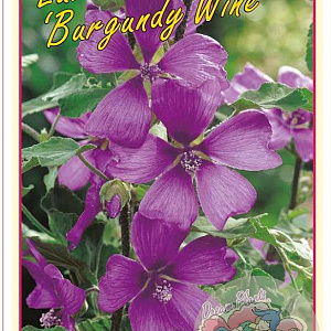 Lavatera 'Burgundy Wine' 15-20 cm 3,0L