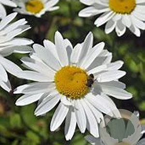 Leucanthemum (S) 'Snowcap' GM 2,0L