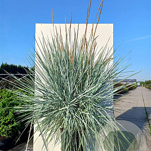 Leymus arenarius 'Blue Dune' GM P9